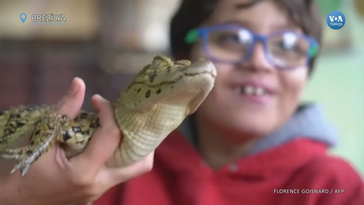 Hayvan destekli terapide timsah ve yılanları kullanıyorlar