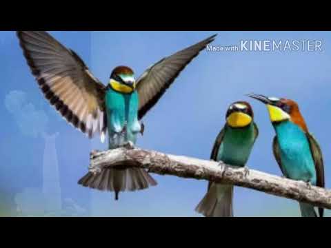 Ntshai Koj Tsis Hlub