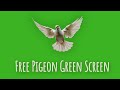 Green Screen Dove Birds Flying Effects No Copyright Chroma Key Pigeon Video 1