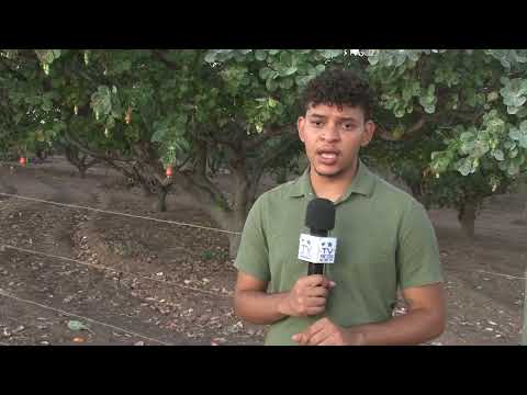 CAJUCULTURA: FONTE DE RENDA EM SANTO ANTONIO DE LISBOA