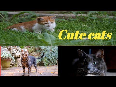 cute cats 🐱