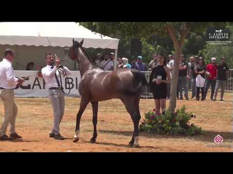 N 52 DG AMIRAL   Lebanese Arabian Horse Championship 2023   Stallions 7+ Years Old Class 9