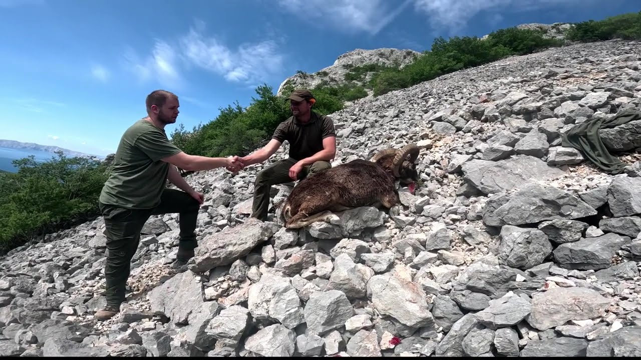 Lov Muflona-Mouflon hunt-- Adriatic sea coast