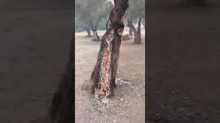 פארק קנדה: ניתן לראות בבירור שמדובר בהצתות מכוונות של האויב. "האמונה באלוקים ושמירת מצוותיו מגינים".
