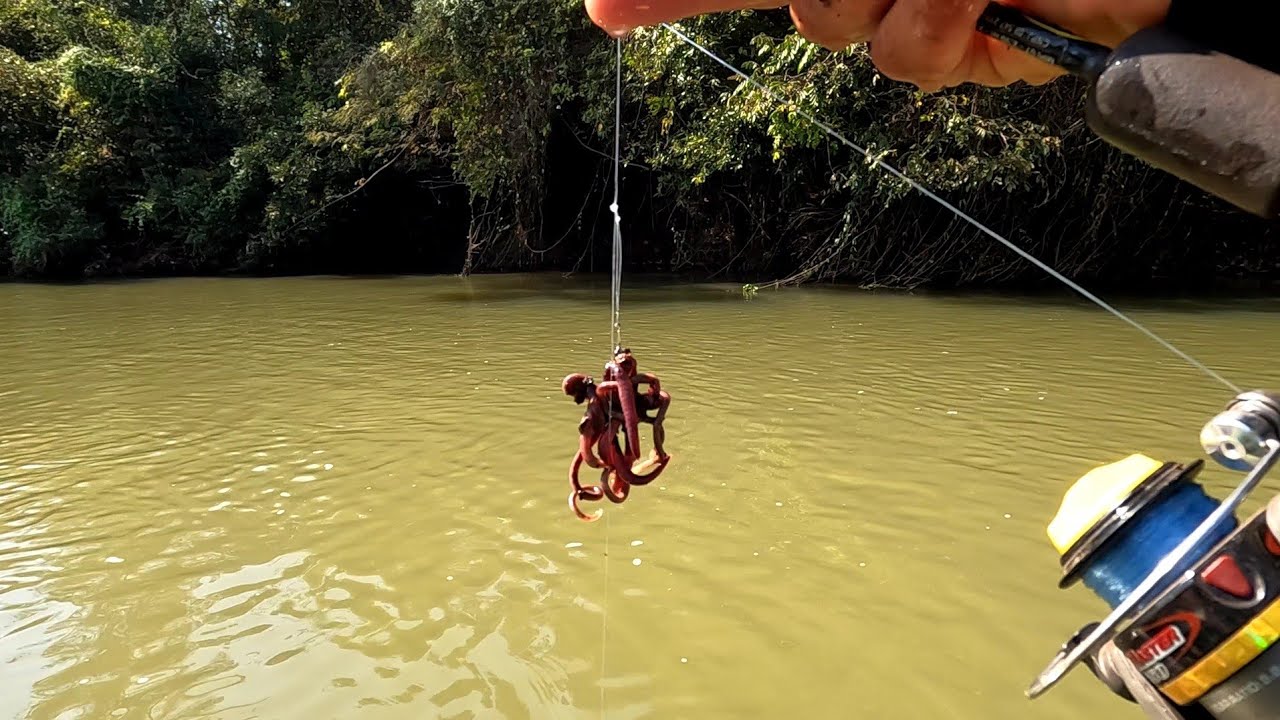 Essa isca nunca perderá o seu valor olha o tamanho desses peixes de couro Rio turvo