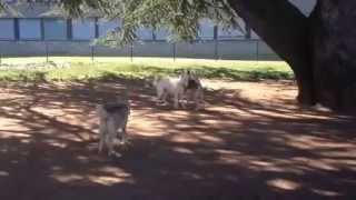 preview picture of video 'des chiens jouent dans le parc d'ébats à Vevey'