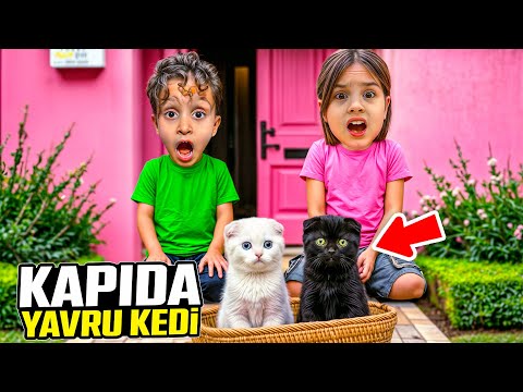 KUZEY ELİF KAPIDA YAVRU KEDİ VAR SÜT İÇİRDİK ‼️