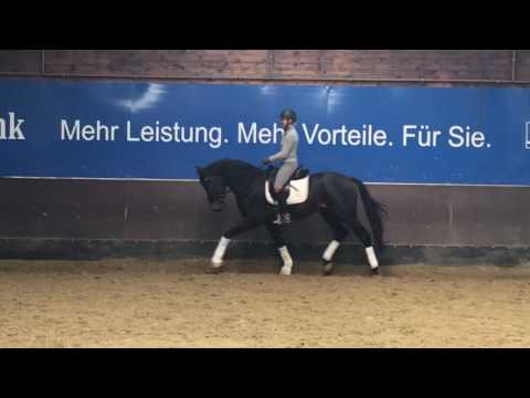 Escardos von Escolar-Desperados-Fürst Heinrich, *2014