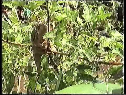 Spécimen femelle de Cameleo pardalis