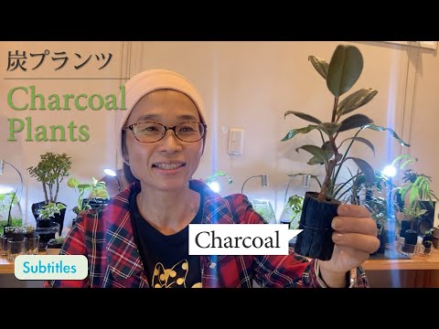 園芸 ハミルトン炭