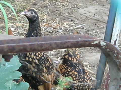 MVI 4100spy on fowl,fluffy and spotted white and orange chickens and rooster