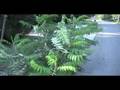 Walk Around The Block
