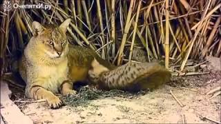 Смотреть онлайн Камышовый кот в дикой природе