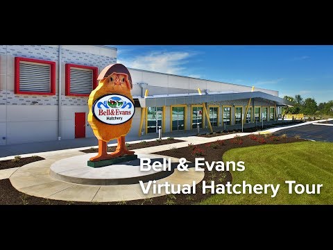 download lagu mp3 mp4 Bell And Evans, download lagu Bell And Evans gratis, unduh video klip Bell And Evans