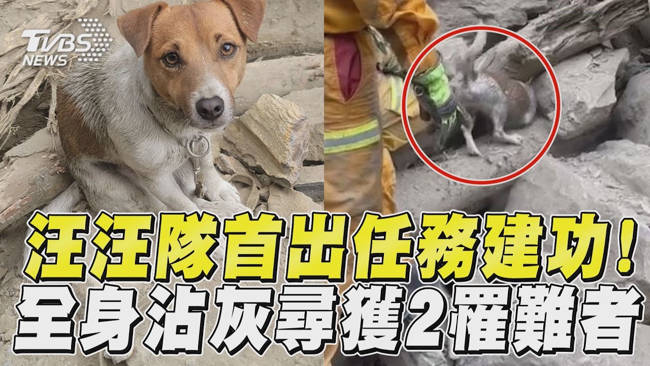 花蓮地震/汪汪隊立大功!「特搜小鋼炮」穿梭石堆率先尋獲罹難者