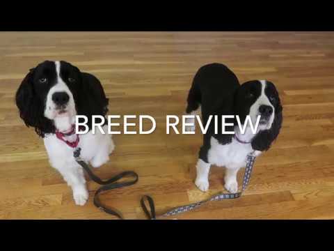 download lagu mp3 mp4 English Springer Spaniel Shedding, download lagu English Springer Spaniel Shedding gratis, unduh video klip English Springer Spaniel Shedding