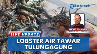 Gagal Panen Gurame & Lele, Warga Doroampel Tulungagung Kini Beralih Budidaya Lobster Air Tawar