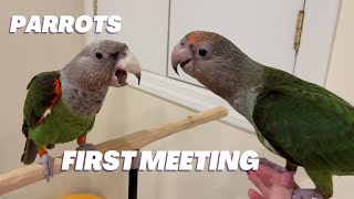 Cape Parrots Meeting for the First time  Truman Meets Baby Bird Kody