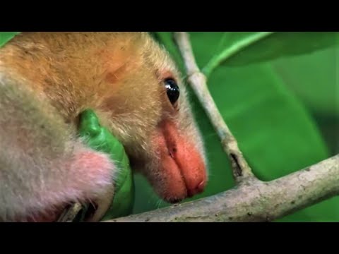 Exotic Castaways Of Trinidad | Wild Caribbean |BBC Earth