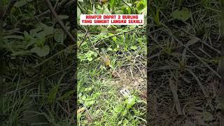 Download lagu pikat burung langka dihutan #burung #mangkicauoffecial #birds #burungkicaudialamliar #kicaumania mp3