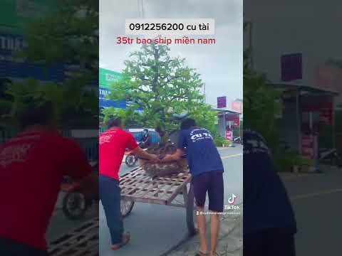 Mai vàng chi cành cổ