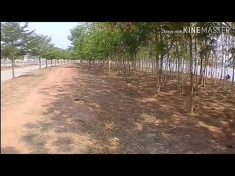 Ib kob nag sad song full song 9/3/2019