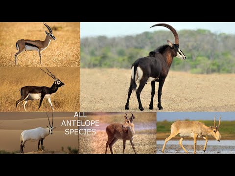 All Antelope Species In the world