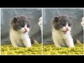 Adorable Kitten Meowing Meow Meow So Beautiful Very Lovely Cute Kitty