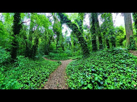 Aventura en Moto 🏍️ por El Bosque Encantado 🌲 | Viaje y Museo 4K