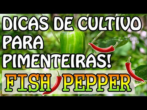 , title : 'Pimenta Fish Pepper - Dicas para ter Sucesso no cultivo - Pimenteira como cuidar'