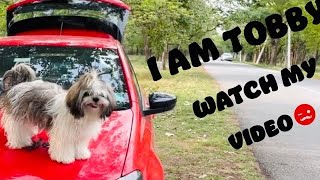 Fluffy Dog  -Cute and Funny Videos || 4K HDR ||