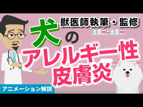 犬のアトピー性皮膚炎 - 症状と治療法