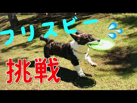 5分程のペットのYouTube動画の作成致します イメージ1