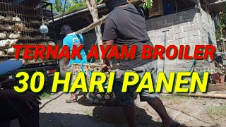 Download lagu Cara Ternak Ayam Broiler 30 Hari Panen Habis mp3 Download lagu Cara Ternak Ayam Broiler 30 Hari Panen Habis mp3