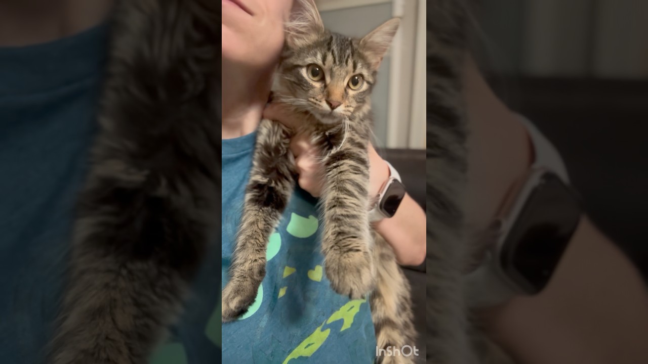 Kenzie, an adopted mixed breed in Gainesville, VA video 6/6