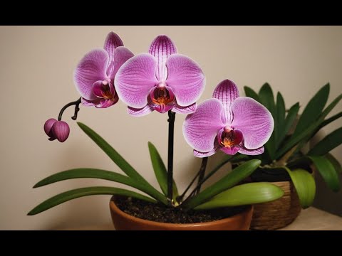 Orchid Care: How to Keep Your Orchids Thriving