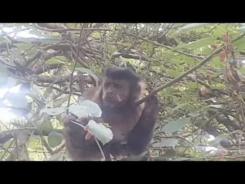 Macaco prego comendo amora