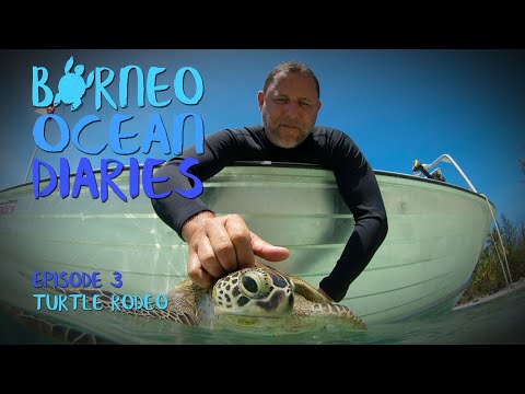 High speed diving - Turtle Rodeo [4K] | Borneo Ocean Diaries (S01E03) | SZtv