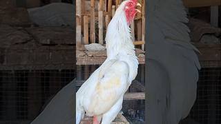 Download lagu suara kokok ayam bangkok juara. #ayam #rooster #aseelmurga mp3 Download lagu suara kokok ayam bangkok juara. #ayam #rooster #aseelmurga mp3