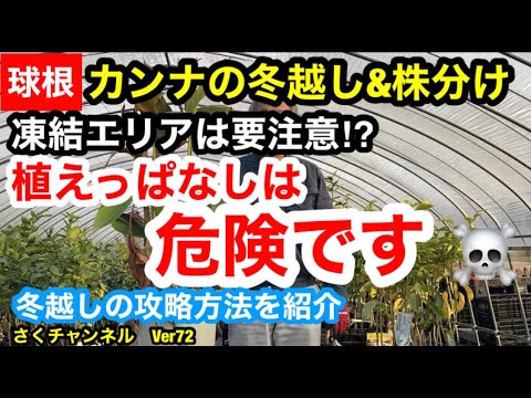 カンナの越冬: 寒い季節をこうして生き抜く 植物