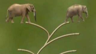 Elephant - Differences Between Asian and African