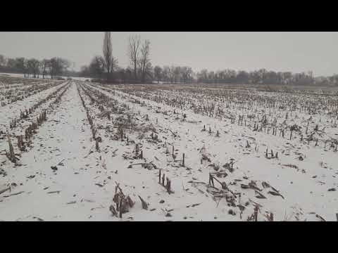 Архіви 2021: який урожай отримали з Dekalb ДКС-3939