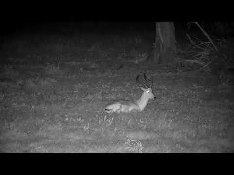 Djuma: Lone Impala ram - 20:18 - 11/09/2022