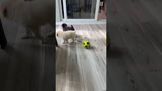 Video preview image #1 Labrador Retriever-Unknown Mix Puppy For Sale in Royal Palm Beach, FL, USA