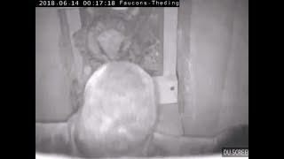 Erneuter Angriff auf das Nest in der Nacht!