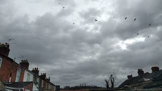 Kristin Hersh - &#39;The Letter&#39; - 10-4 Jason version. backyard sunrise cloud timelapse