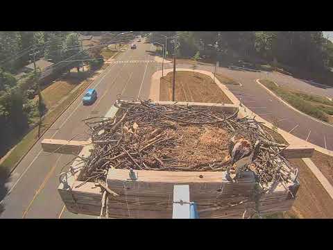 Fledgling returns to nest  (think this is oldest)