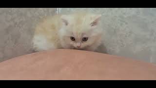 マンチカンの動画01