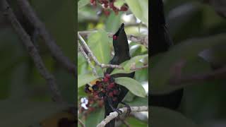 Download lagu Burung Jalak Asia Mengkilap Bersuara mp3 Download lagu Burung Jalak Asia Mengkilap Bersuara mp3