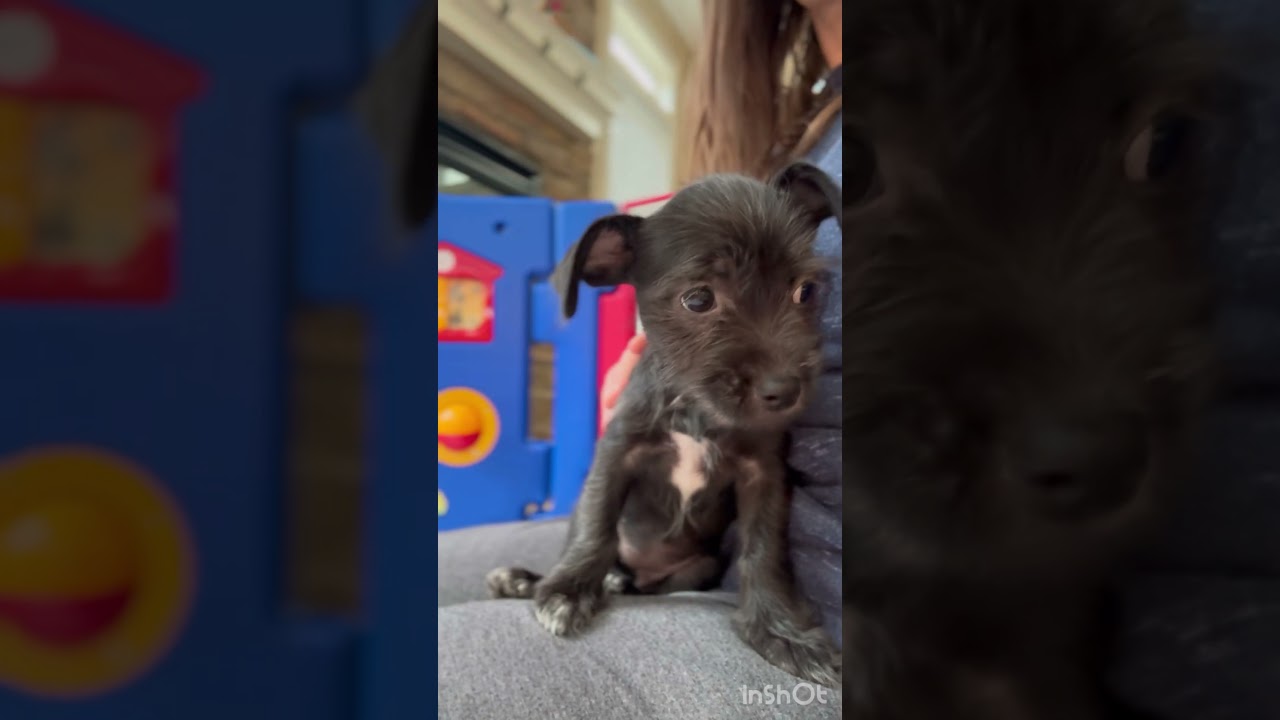 Enlarge Savannah, a Adoptable mixed breed in Gainesville, VA video 6/6